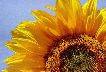 fleur tournesol