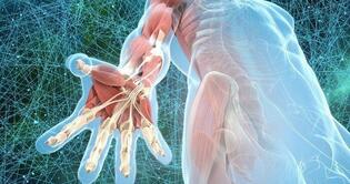 image fascia et muscle