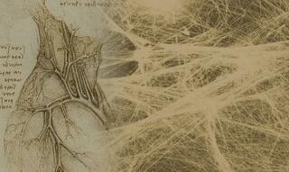  reseau fascial artiste